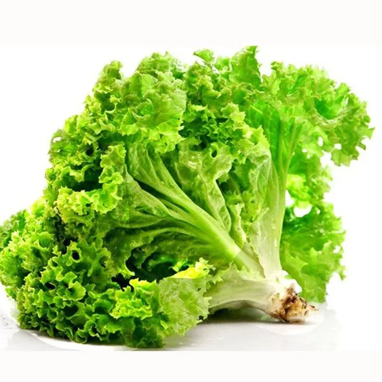 Rau Salad hữu cơ sinh học